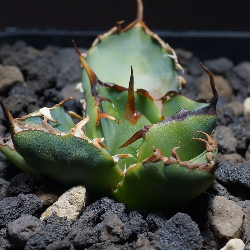 強棘選抜】アガベオテロイFO-76 子株（F-08）インドネシア輸入株