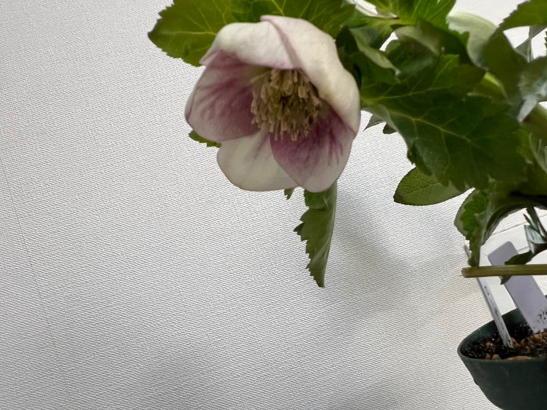 クリスマスローズ パステリッシュストレイン デュメ系 カップ咲き